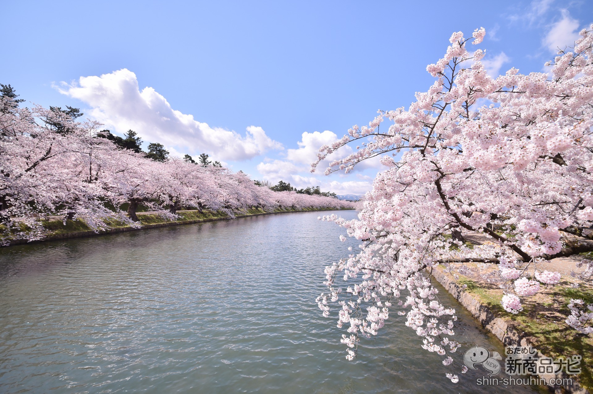 おためし新商品ナビ » Blog Archive » 愛でるガラスの桜。青森県の伝統